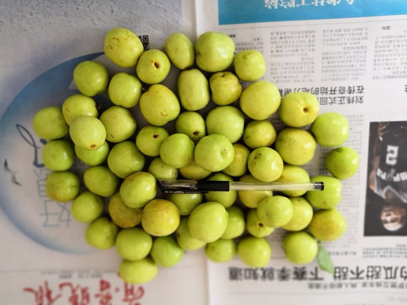 早熟山东冬枣