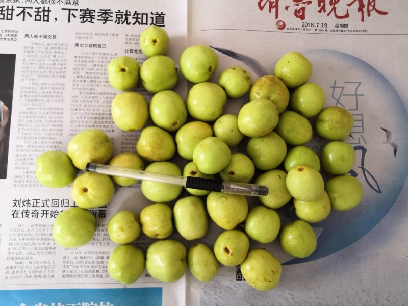 早熟山东冬枣