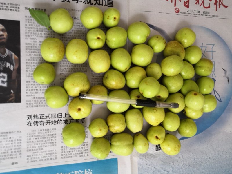 早熟山东冬枣