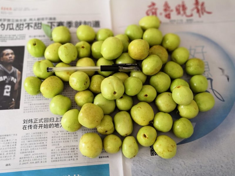 早熟山东冬枣