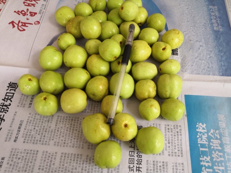 早熟山东冬枣