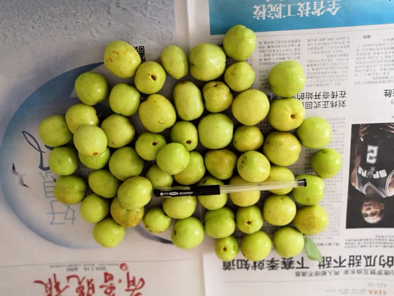 早熟山东冬枣