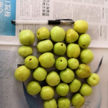早熟山东冬枣