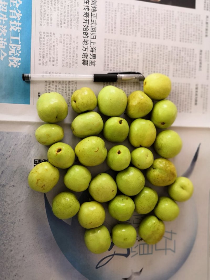 早熟山东冬枣