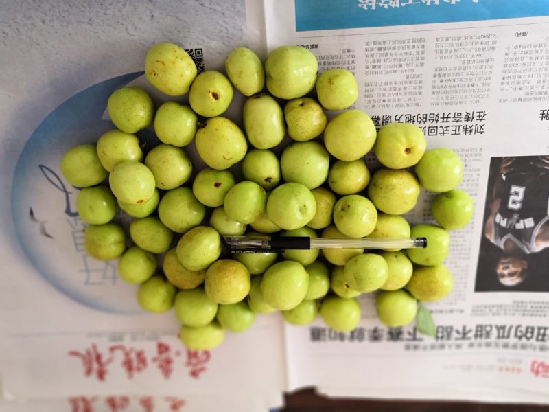 早熟山东冬枣
