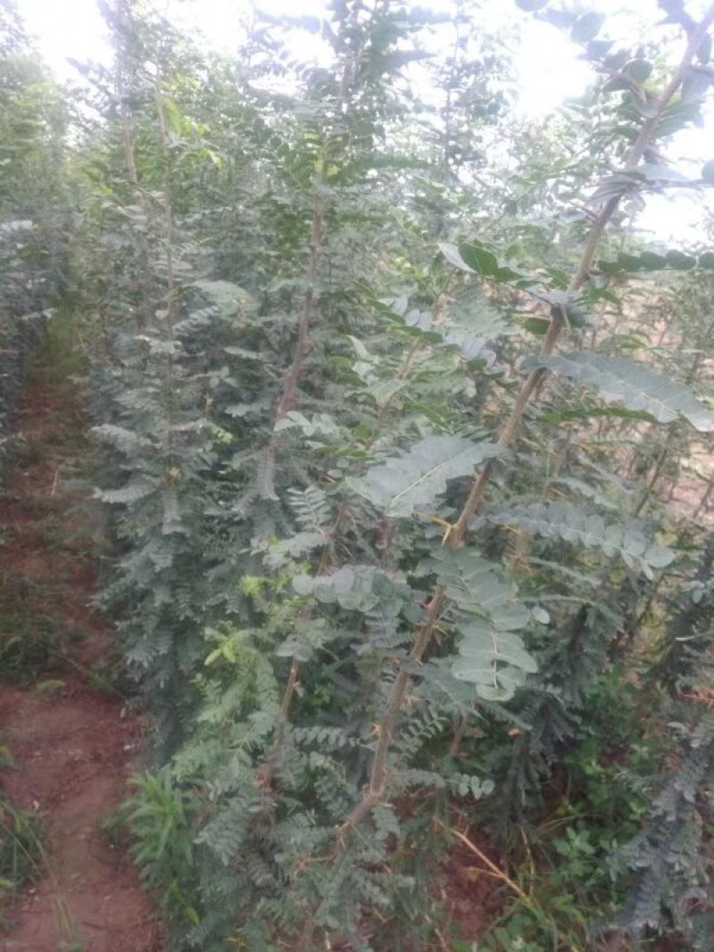 皂角树苗，皂角苗，《百亩基地直供》保质保量。