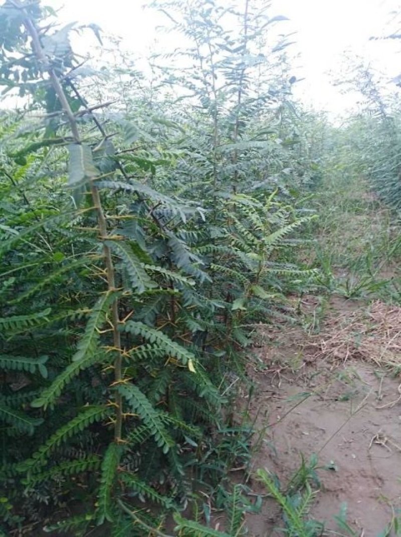 皂角树苗，皂角苗，《百亩基地直供》保质保量。