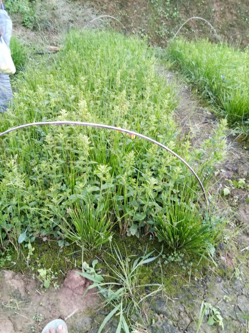 野蚕豆