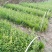 野蚕豆