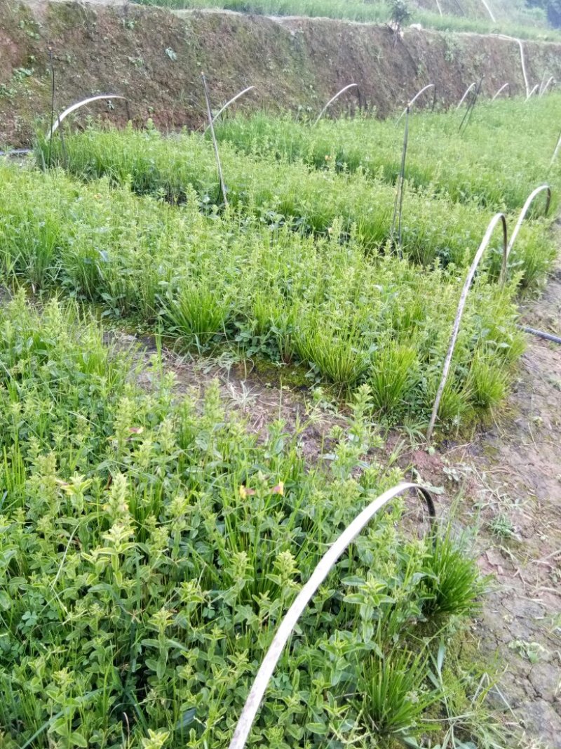 野蚕豆