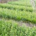 野蚕豆