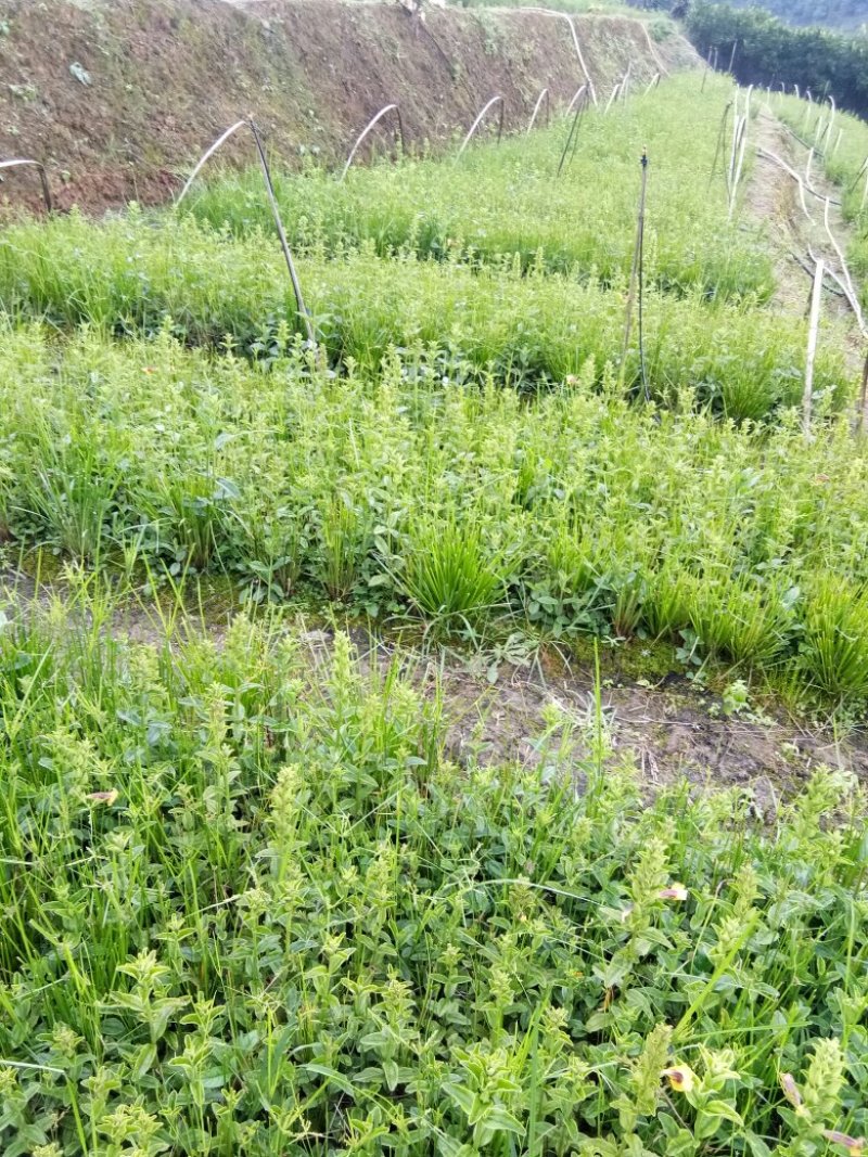 野蚕豆