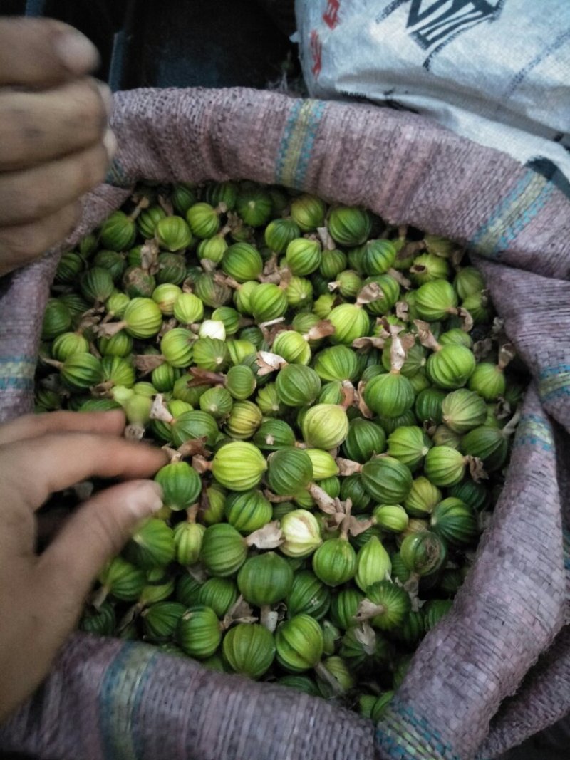香砂