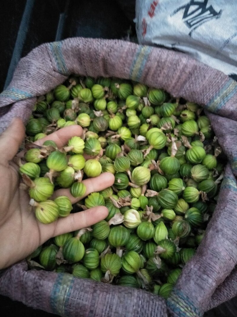 香砂