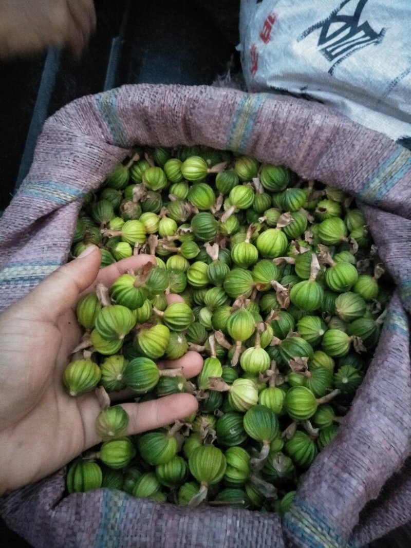 香砂