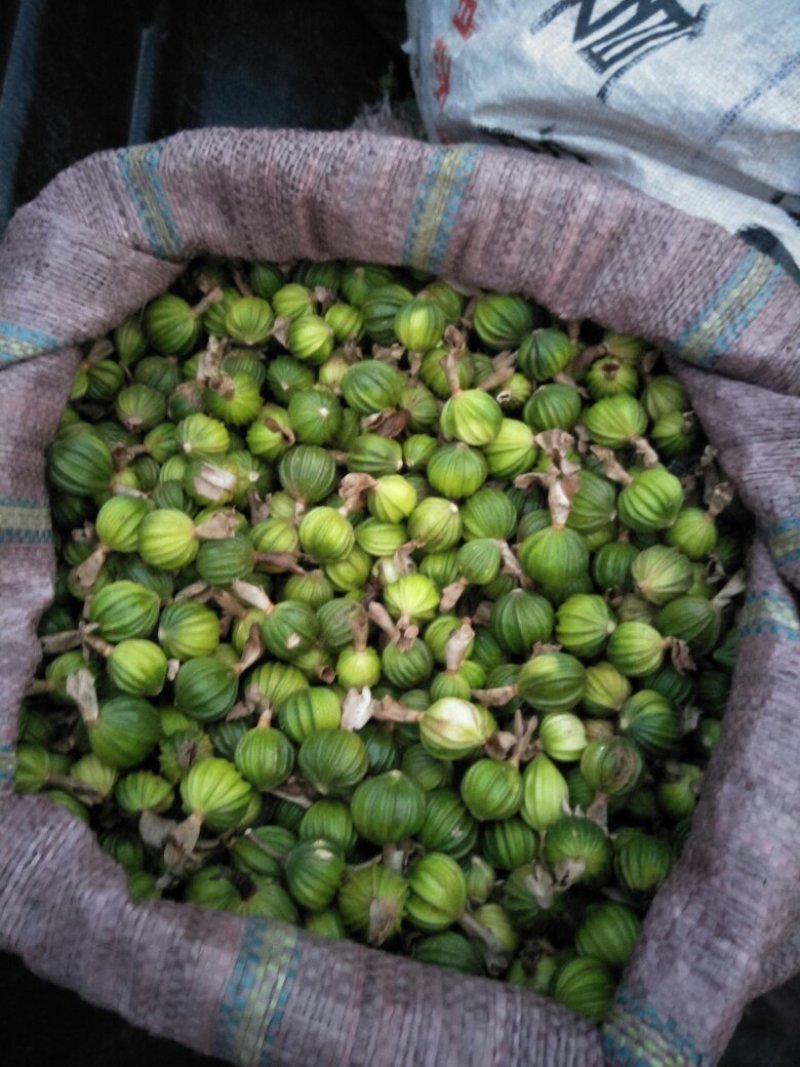 香砂