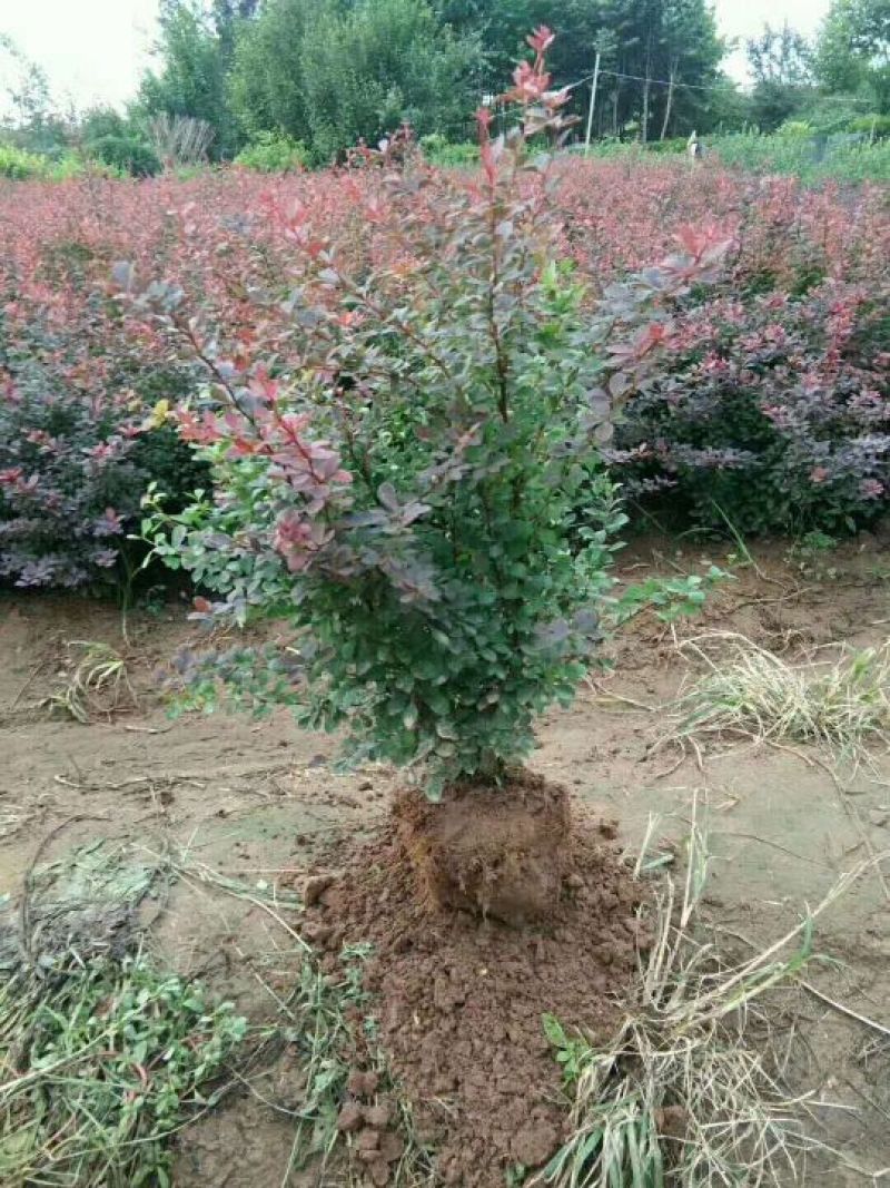 基地直销常年供应金叶女贞球卫矛球大叶黄杨球红叶石楠球金森