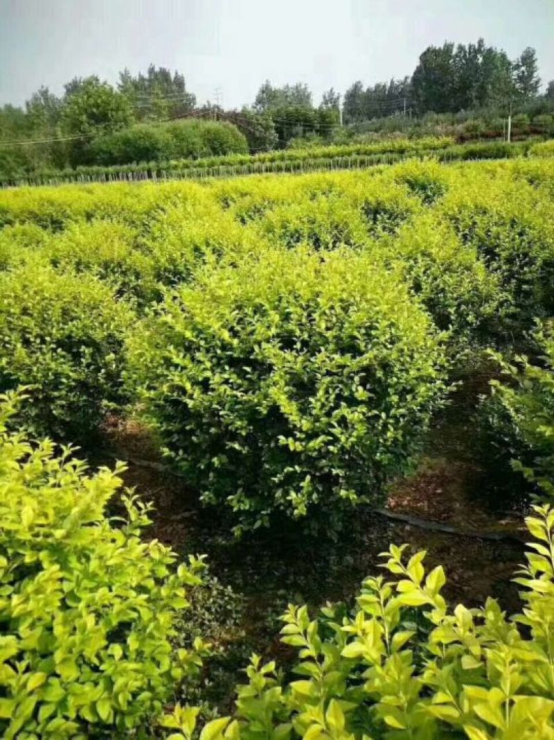 基地直销常年供应金叶女贞球卫矛球大叶黄杨球红叶石楠球金森