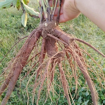 三年芍药苗，花海芍药。