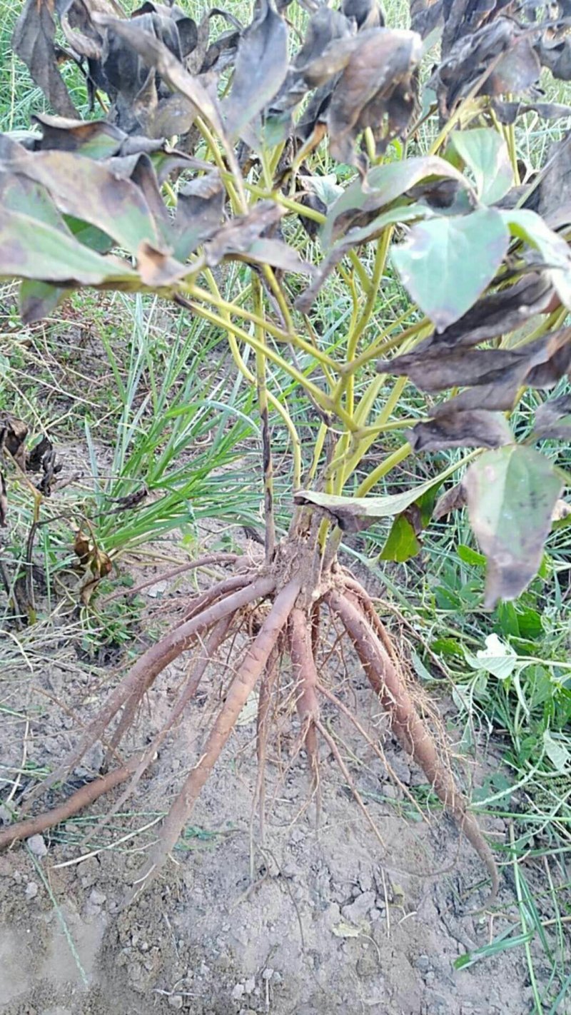 三年芍药苗，花海芍药。