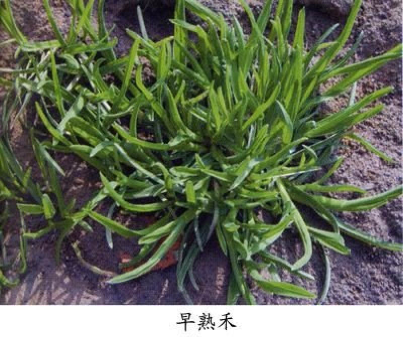 早熟禾种子