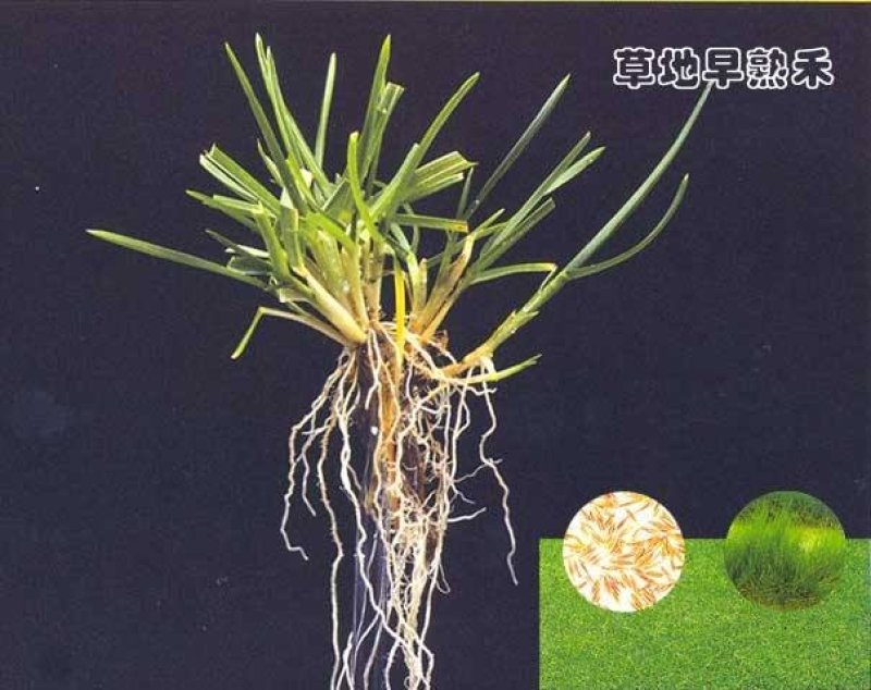 早熟禾种子