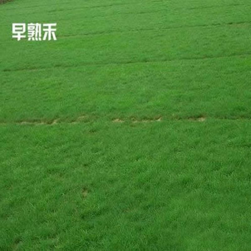 早熟禾种子