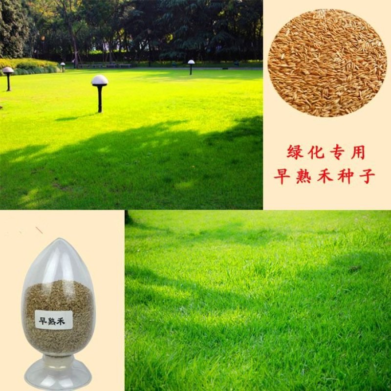 早熟禾种子