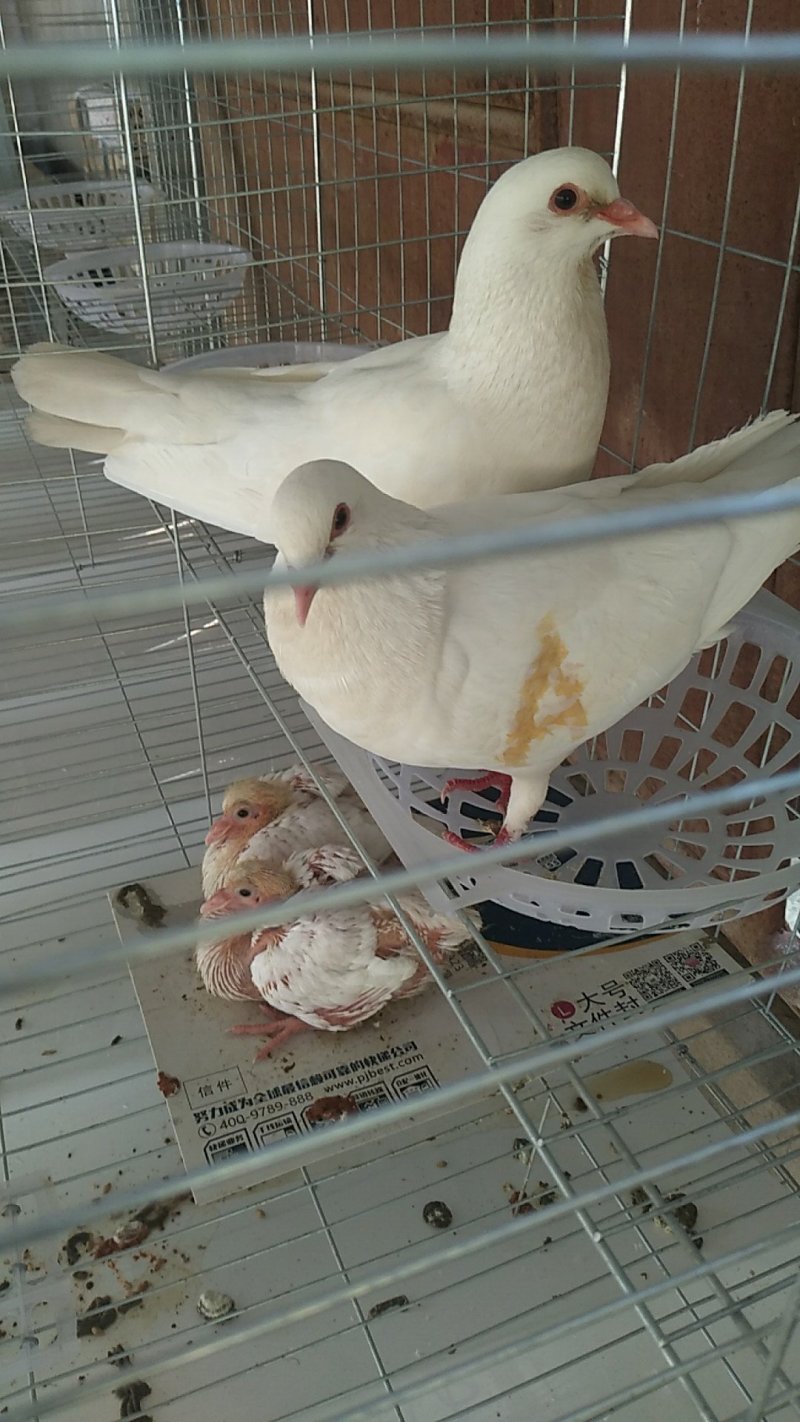 白羽王，落地王
