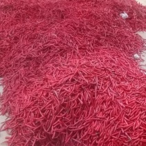 线椒，美人椒，天宇，艳红
