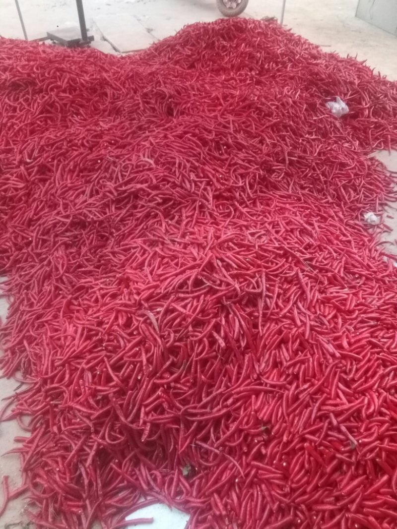 线椒，美人椒，天宇，艳红