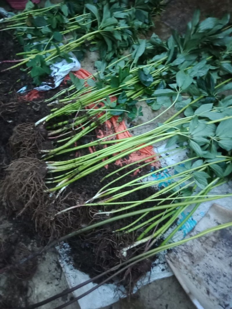 云南矮杆滇重楼，种子700每斤，根块茎230每斤，欢迎订