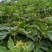云南矮杆滇重楼，种子700每斤，根块茎230每斤，欢迎订