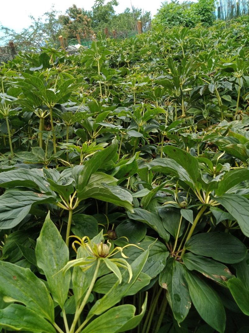 云南矮杆滇重楼，种子700每斤，根块茎230每斤，欢迎订
