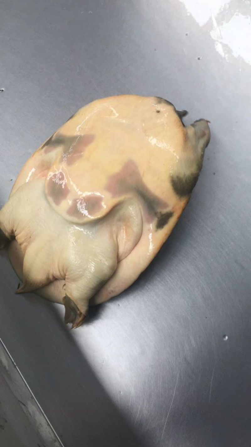 野生甲鱼