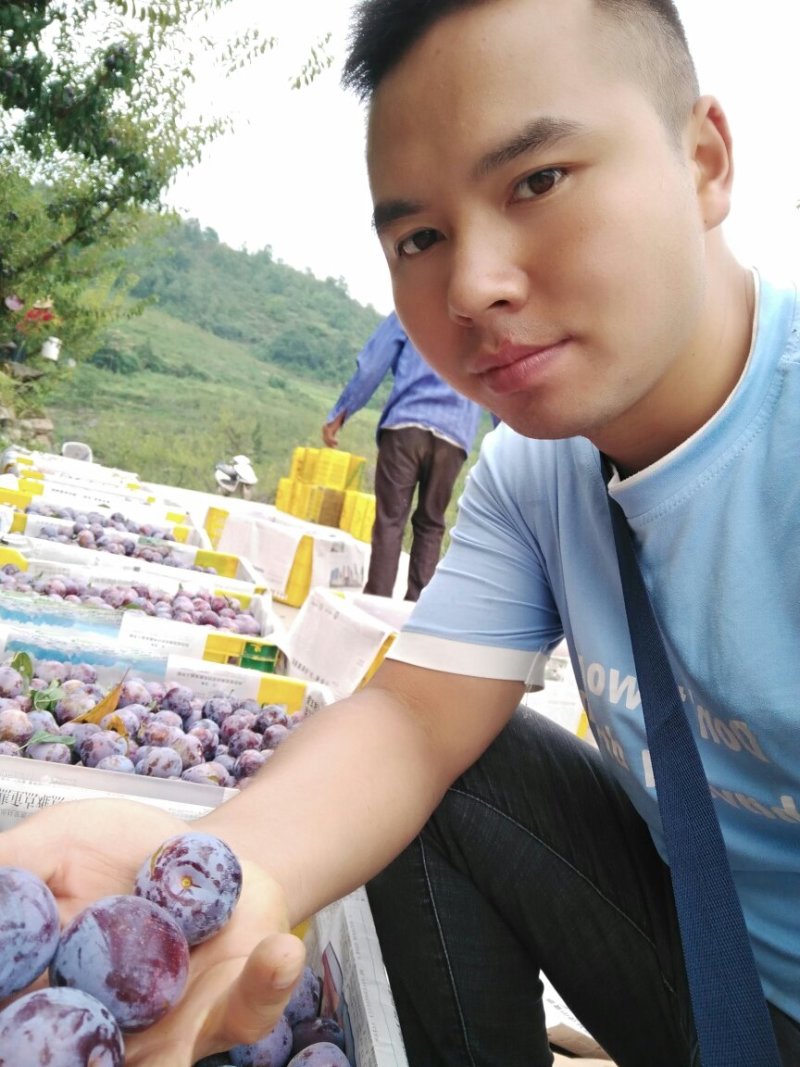 古蔺脆红李上市了，一万斤起订***********