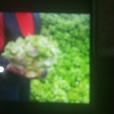 大儿菜
