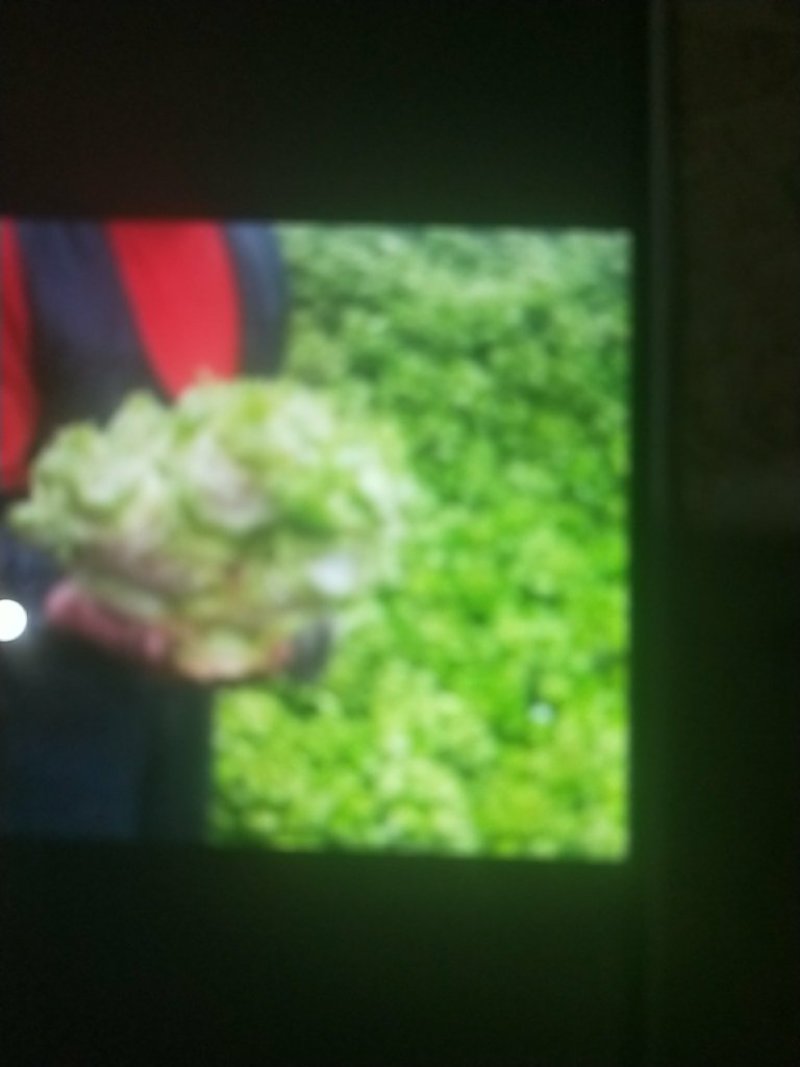 大儿菜