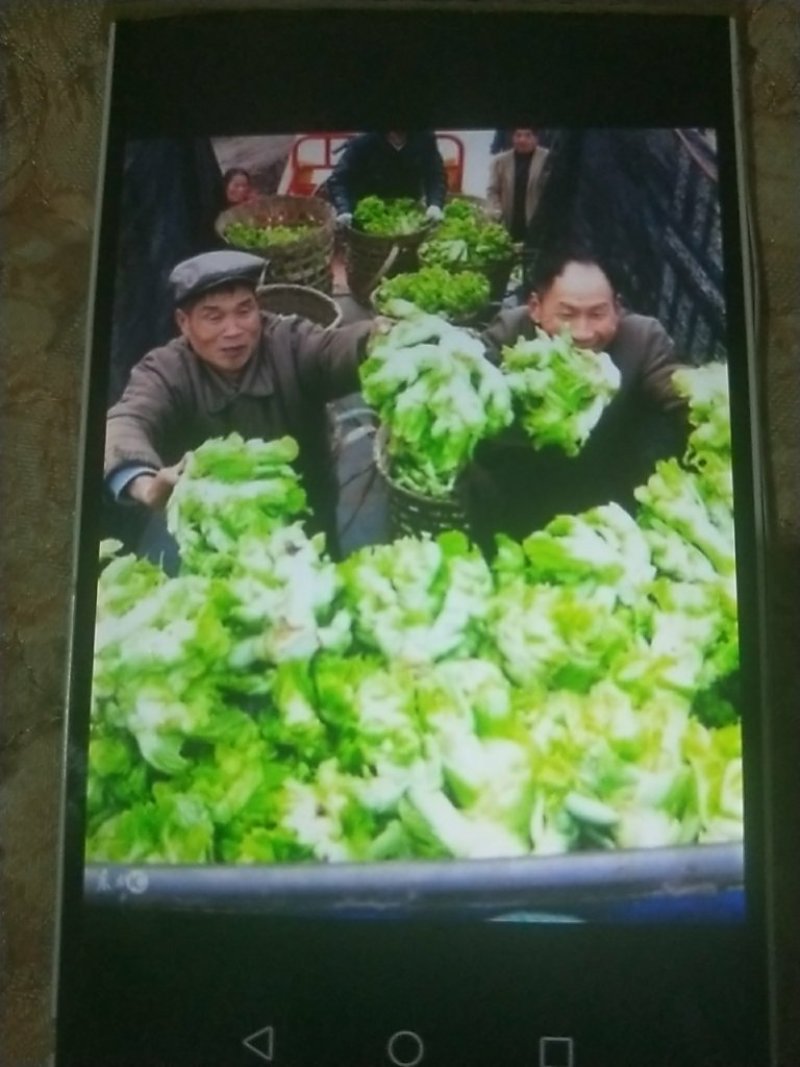 大儿菜