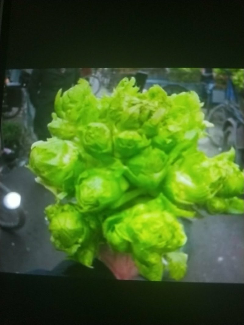 大儿菜
