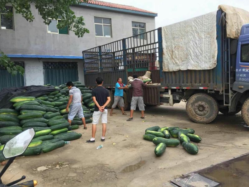 优质精品冬瓜，肉多口感