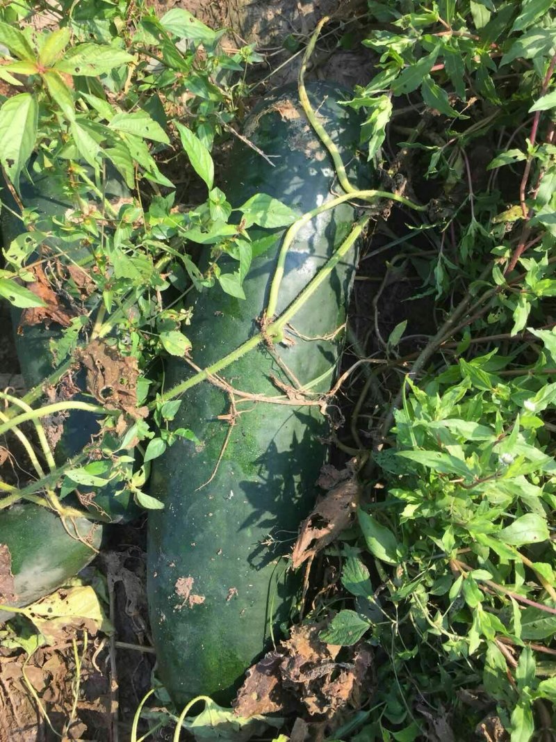 优质精品冬瓜，肉多口感