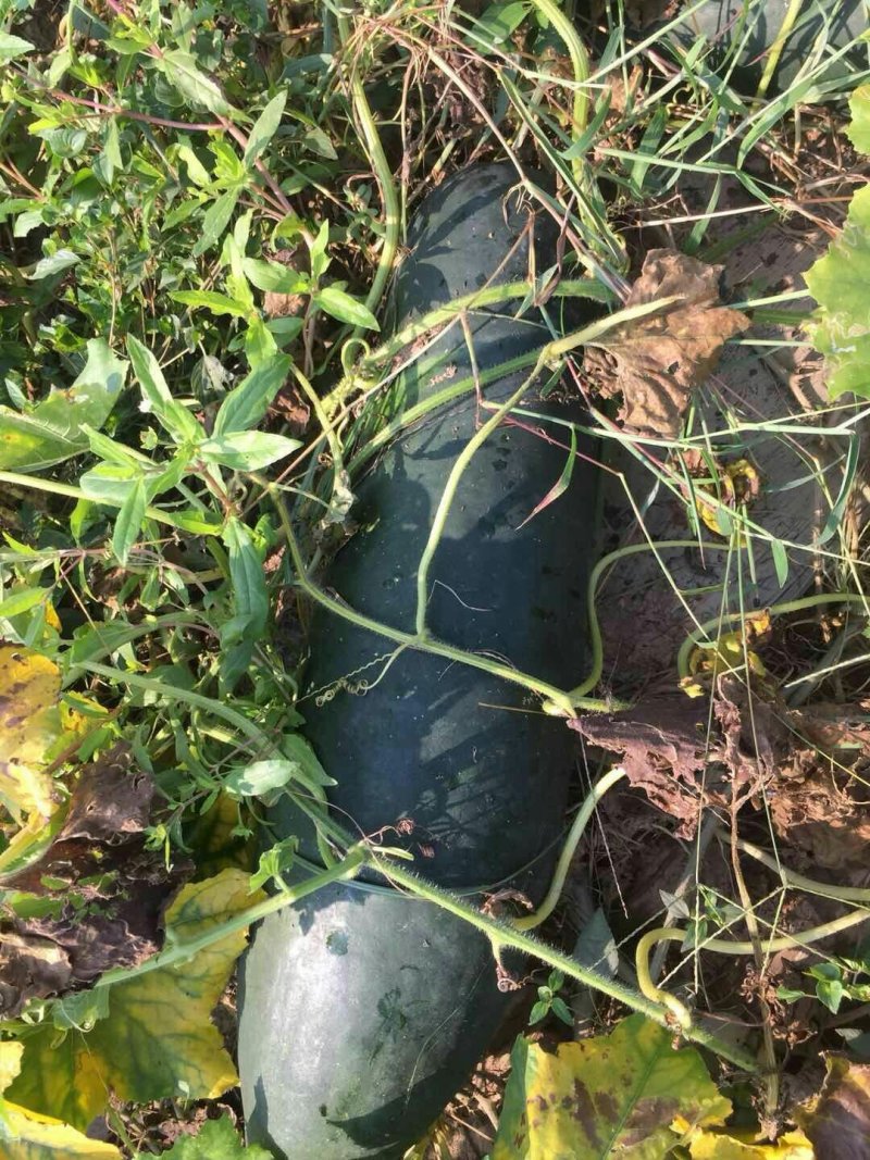 优质精品冬瓜，肉多口感