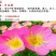 月见草种子花卉种子发芽快花期长1.5－2斤/亩