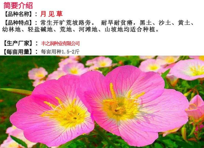 月见草种子花卉种子发芽快花期长1.5－2斤/亩