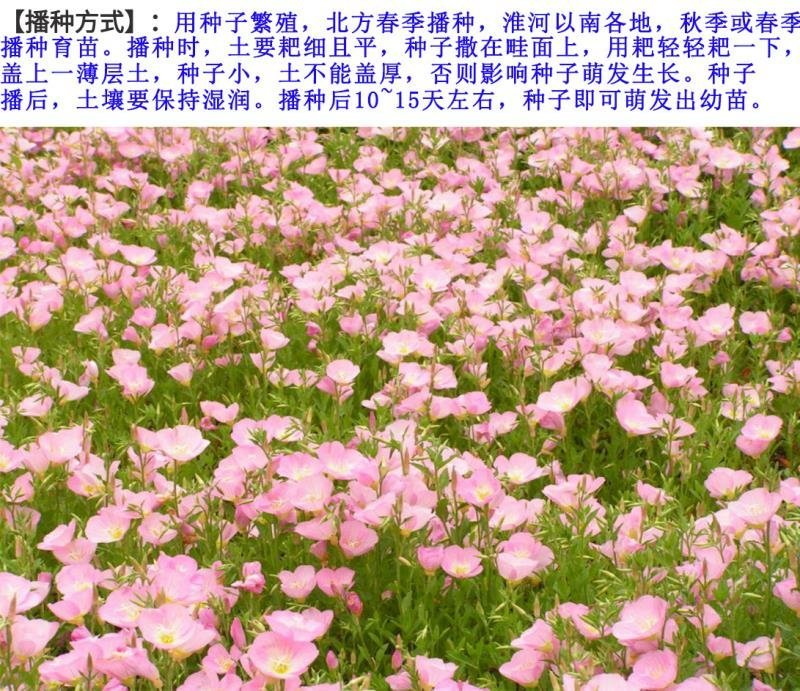 月见草种子花卉种子发芽快花期长1.5－2斤/亩