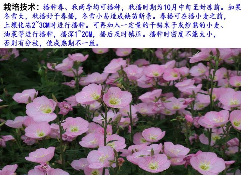 月见草种子花卉种子发芽快花期长1.5－2斤/亩