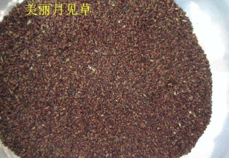 月见草种子花卉种子发芽快花期长1.5－2斤/亩