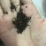 桦树茸黑晶