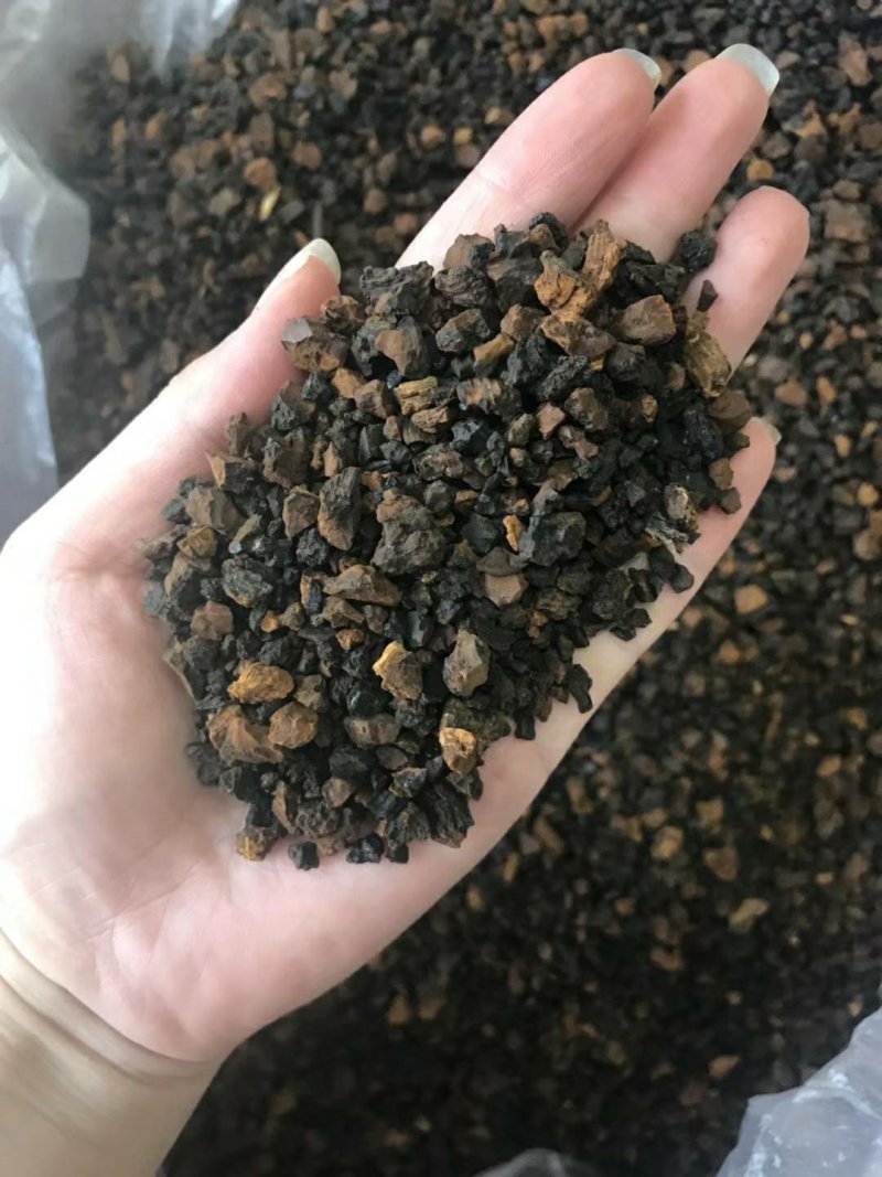 桦树茸黑晶